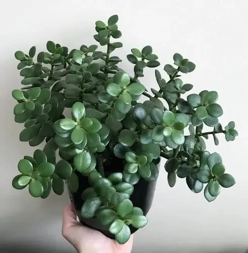 Pot's & Plant's Indoor Live Jade Plant for Home Decor - Small, Good Luck Jade Plant