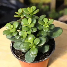 Pot's & Plant's Indoor Live Jade Plant for Home Decor - Small, Good Luck Jade Plant