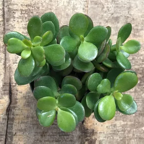 Pot's & Plant's Indoor Live Jade Plant for Home Decor - Small, Good Luck Jade Plant